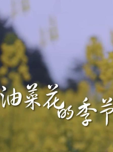 《油菜花开的季节》海报