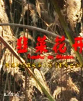 《韭菜花开》海报