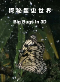 《探秘昆虫世界》海报
